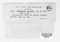 Phyllosticta punctata image